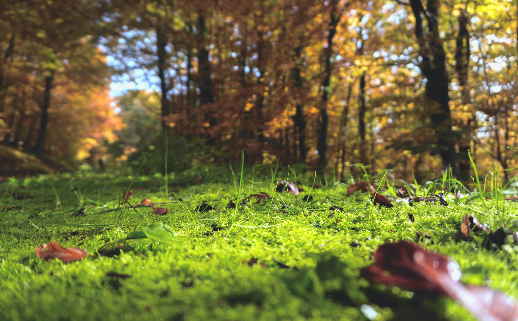 Forest Perspectives